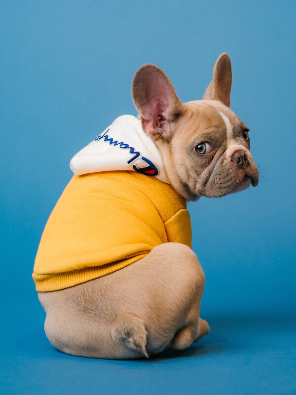 Dog Yellow sweater