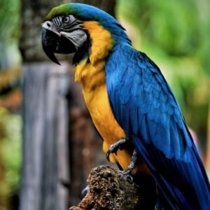 Amazon Parrot