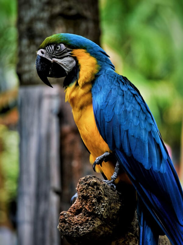 Amazon Parrot